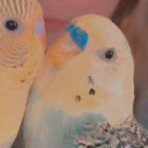 Meet your Posher, Chelsea